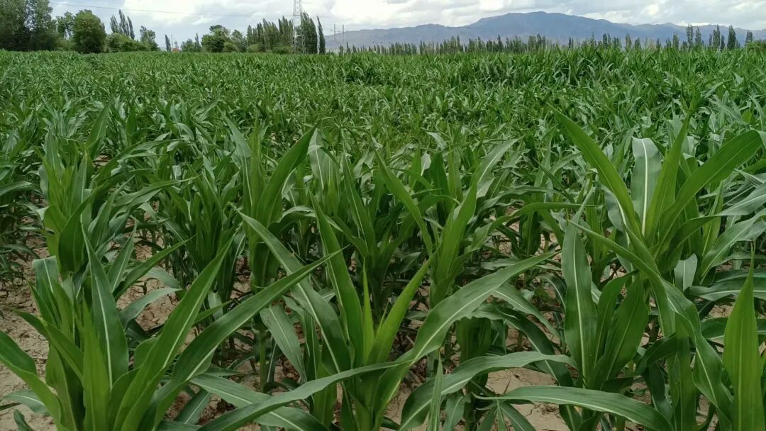 简篇-融通农业发展(乌鲁木齐)有限责任公司2025年第二批、第三批项目
招租公告