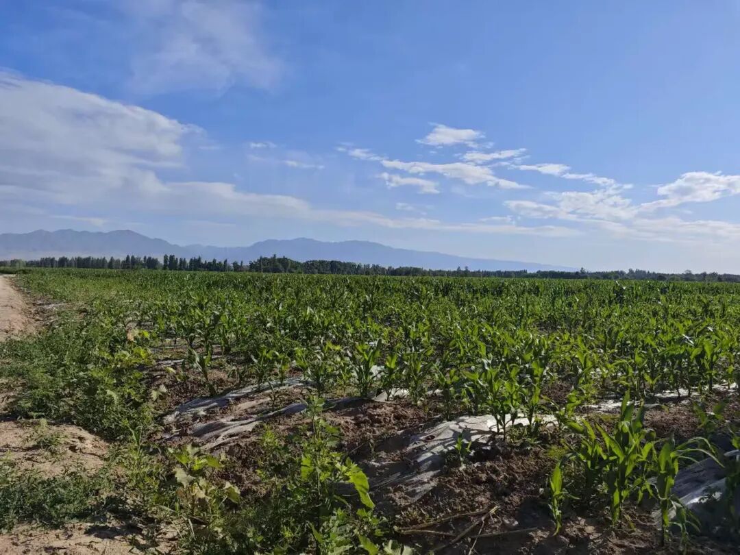 简篇-融通农业发展(乌鲁木齐)有限责任公司2025年第二批、第三批项目
招租公告