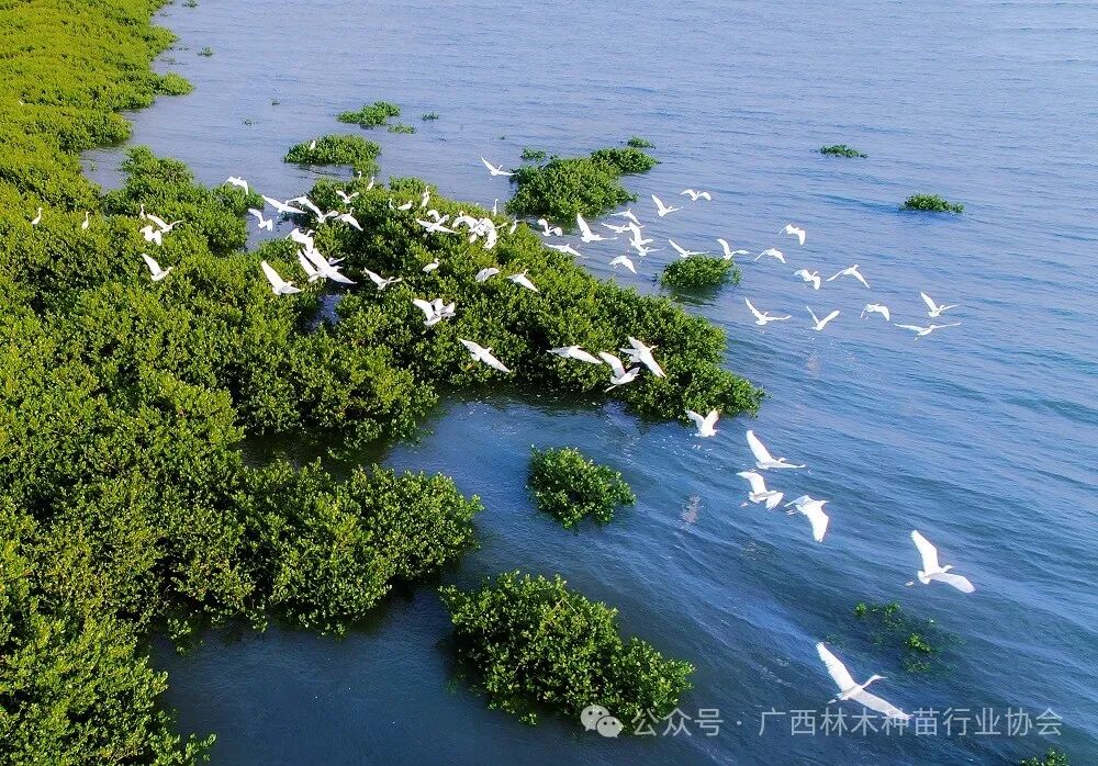 广西北海金海湾红树林国际重要湿地——红树林(海上森林)与白鹭 - 副本.jpg